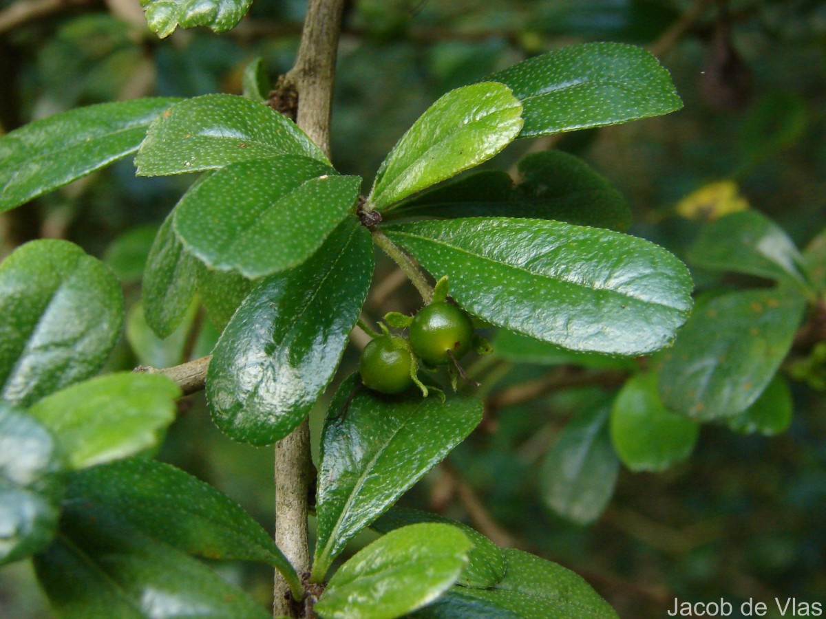 Ehretia microphylla Lam.